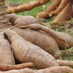 Fresh Cassava and related products