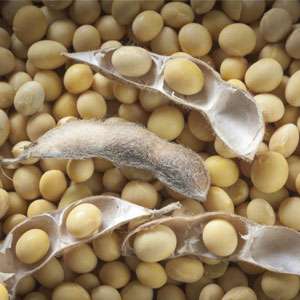 Soybeans